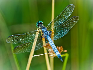 blue dragonfly perched on brown stem