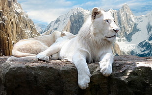 white lioness lying on rock