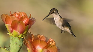 timelapse photography of black humming bird near red Cactus flower