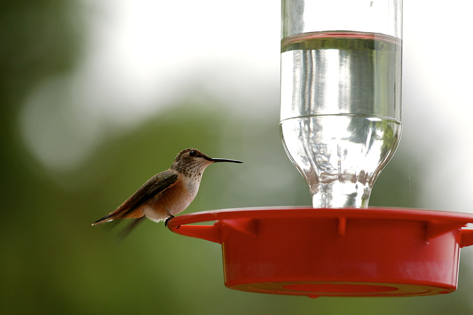 closeup photo of hummingbird drinking water during daytime, humming bird HD wallpaper
