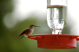 closeup photo of hummingbird drinking water during daytime, humming bird