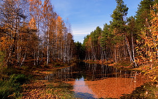 landscape photography of trees and lake during autumn season