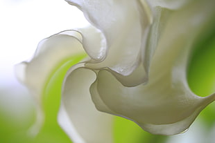 white Moonflower macro photography, datura arborea