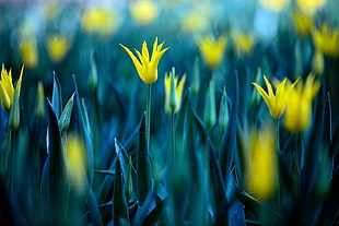 yellow flower captured using DSLR camera auto focus setting, tulips HD wallpaper