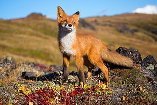brown and white fox, fox, animals, wildlife