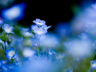blue flowers, nature, flowers, depth of field, blue flowers HD wallpaper