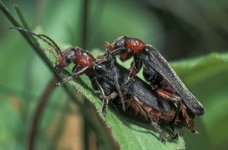 mating black beetles perched on green leaf closeup photography HD wallpaper