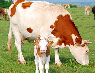 white and brown Cow and Cattle HD wallpaper