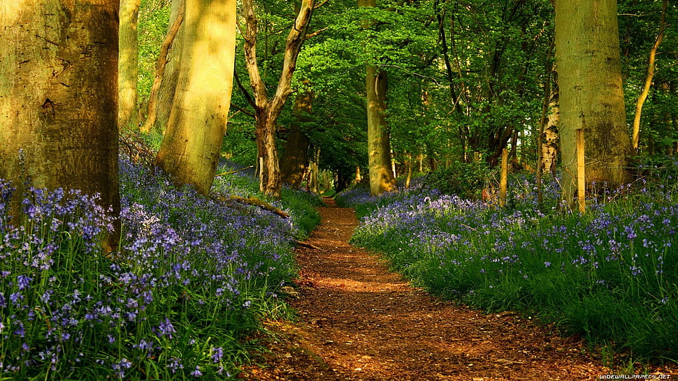 purple flowers, forest HD wallpaper