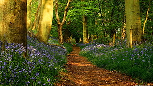 purple flowers, forest HD wallpaper