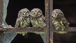 three brown owls perched on gray metal frame