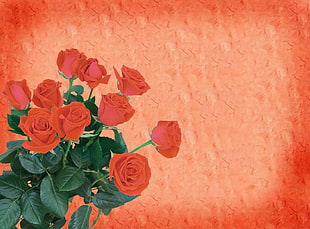 red rose flowers HD wallpaper