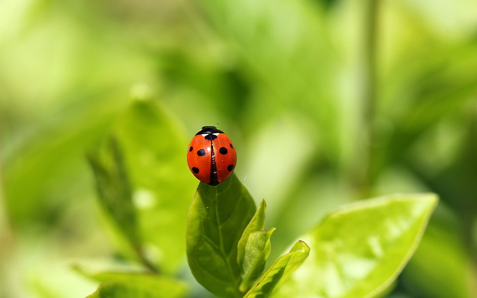 selective focus photography of ladybird on green leaf plant HD wallpaper