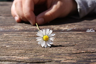 person holding white Daisy flower