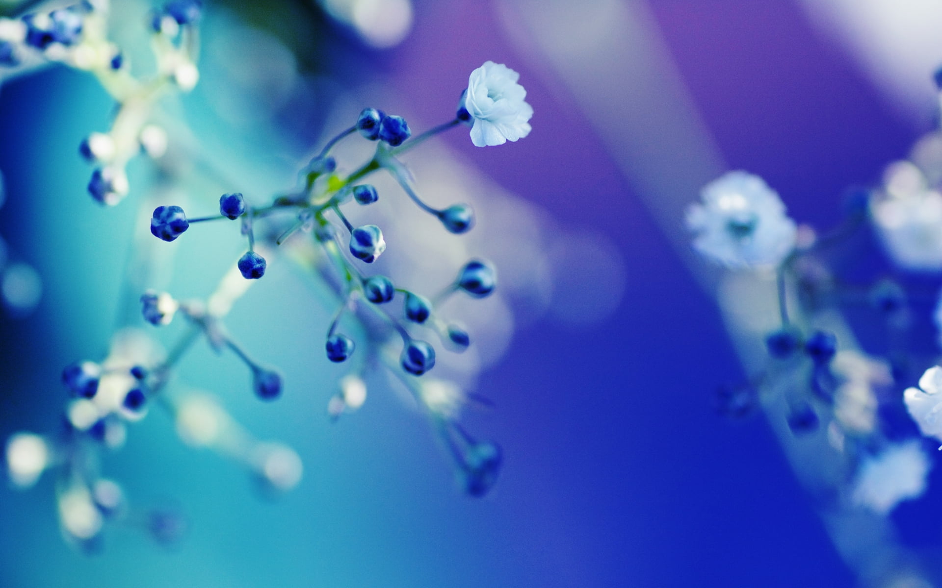 Flower,  Twig,  Glare,  Light