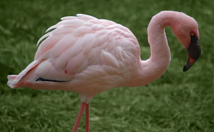close up photo of flamingo HD wallpaper