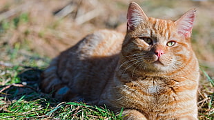 brown tabby cat on green grass field during daytiem