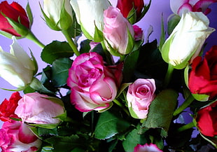 bouquet of white,pink and red roses