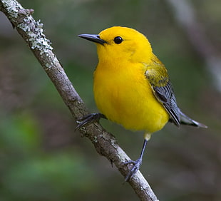 close up photo of a yellow bird, prothonotary warbler