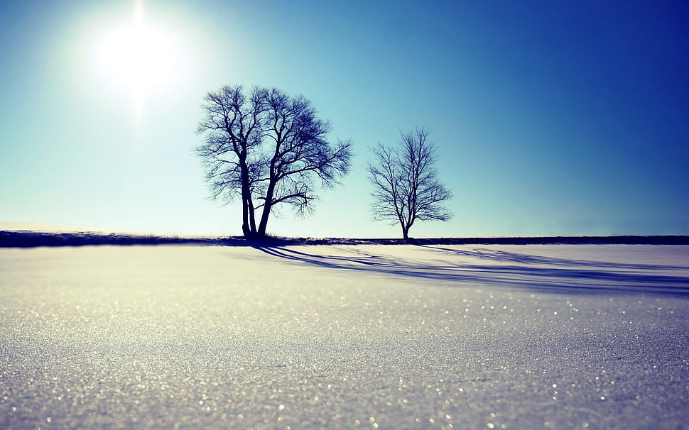 two brown trees, snow, winter, nature, landscape HD wallpaper