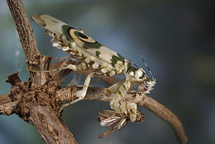 macro photography of brown flower mantis