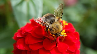 macro photography of honeybee on red flower