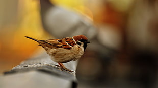 brown and beige Sparrow