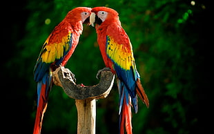 two scarlet macaws perching on wood