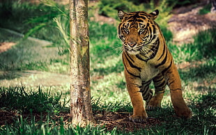 tiger, tiger, animals HD wallpaper