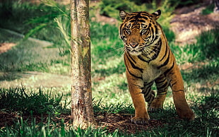 tiger, tiger, animals