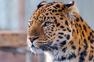 macro shot photography of cheetah, leopard