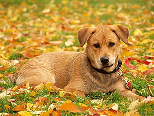 orange Carolina Dog puppy HD wallpaper