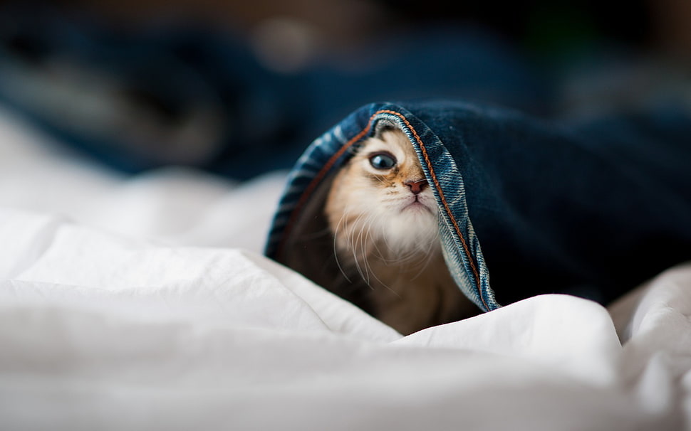 orange kitten, cat, bed, Ben Torode, jeans HD wallpaper