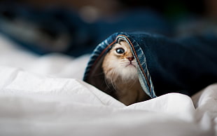 orange kitten, cat, bed, Ben Torode, jeans