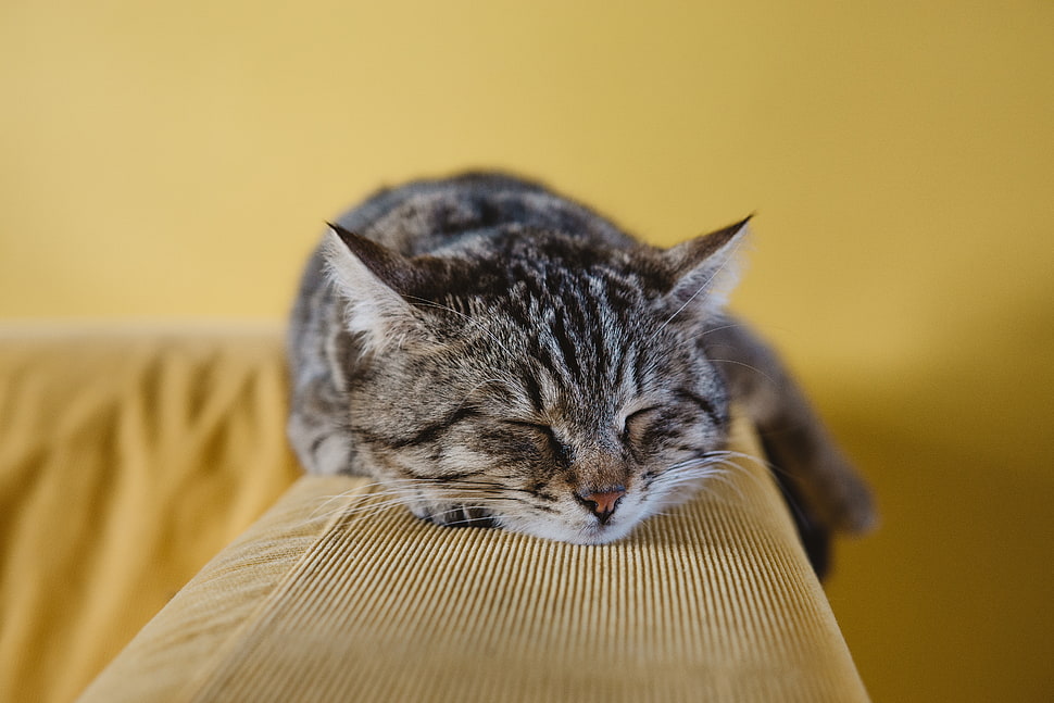 gray tabby kitten lying on couch HD wallpaper