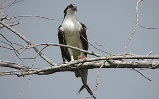 brown and white Eagle sitting on branch of tree during daytime