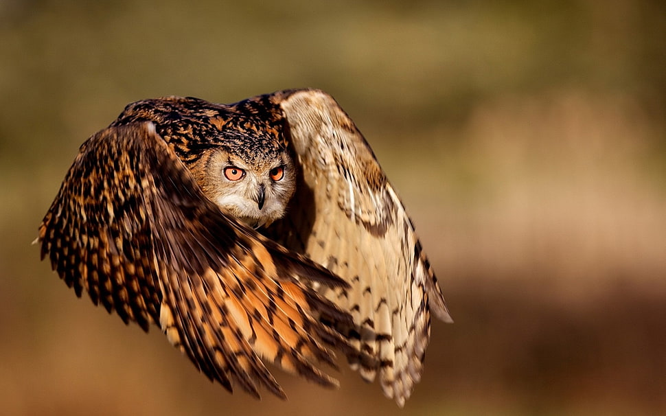 brown and black coated owl flying HD wallpaper