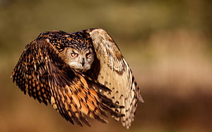 brown and black coated owl flying