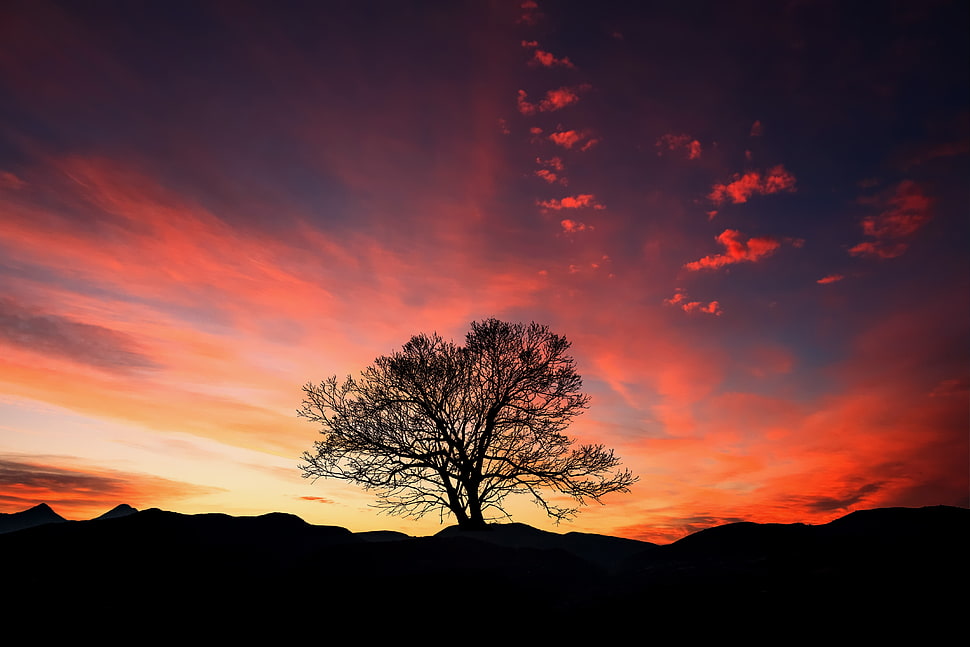 green tree, Sunset, Tree, Clouds HD wallpaper