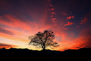 green tree, Sunset, Tree, Clouds