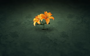 orange lilies, flowers, simple background, minimalism, digital art HD wallpaper