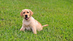 yellow Labrador Retriever puppy standing on green lawn grass