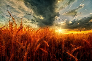 wheat field, nature, landscape, sunset, clouds