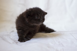 black kitten on white mat