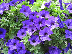 photo of purple petaled flowers