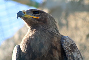 yellow beak gray eagle, steppe eagle, malta HD wallpaper