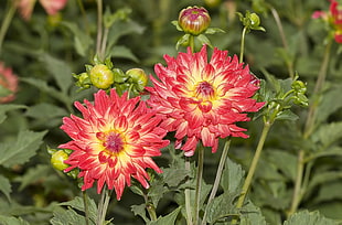 two bloomed red petaled flowers