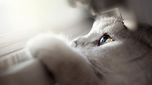 close-up photo of white kitten