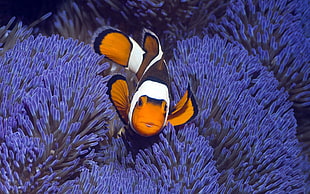 orange and black clown fish, coral, animals, fish, nature HD wallpaper