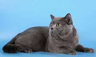 short-coated grey cat HD wallpaper